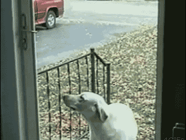 Glass Door And Dog Fail Animated Gif Images GIFs Center